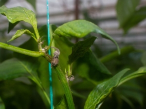 Vivid green plant infested with broad mites, showing symptoms having shriveled up parts that are almost black in color