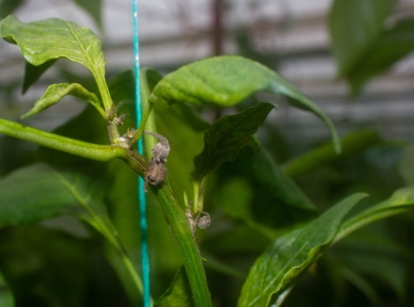 Vivid green plant infested with broad mites, showing symptoms having shriveled up parts that are almost black in color