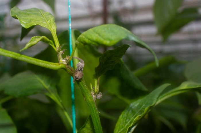 Vivid green plant infested with broad mites, showing symptoms having shriveled up parts that are almost black in color