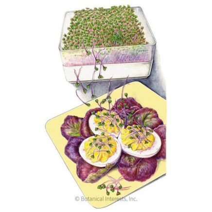 Illustration of Purple Kohlrabi Sprouts Seeds with sprouts in a transluscent tray