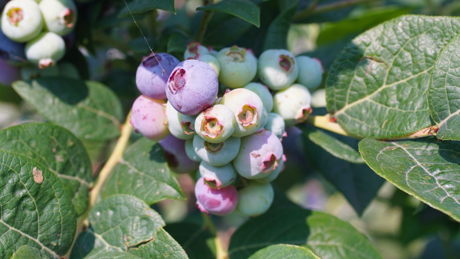 A shot of developing Rabbiteye varieties of fruits and its leaves