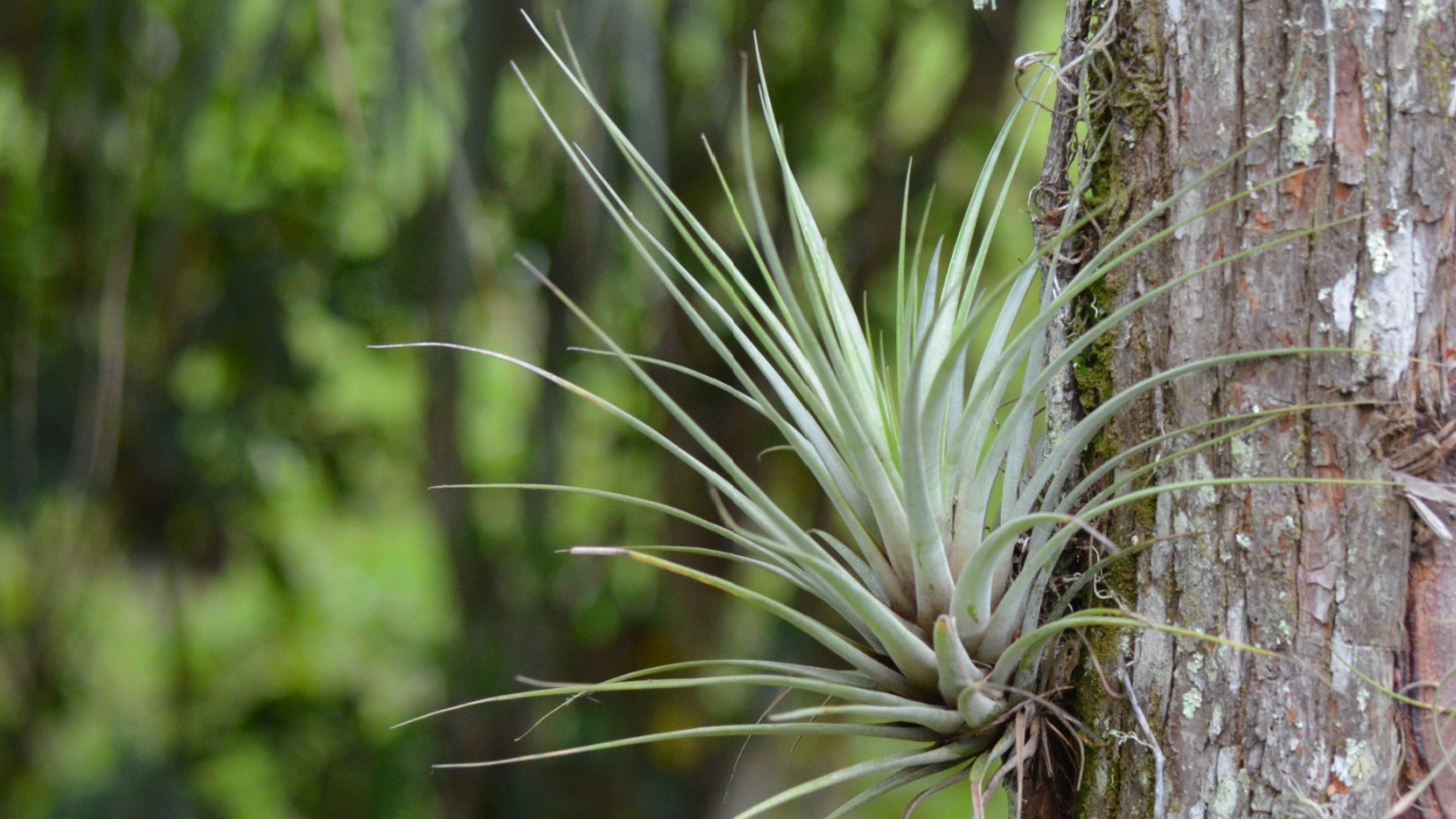 The stunning epiphytic air plant is a Florida native.  