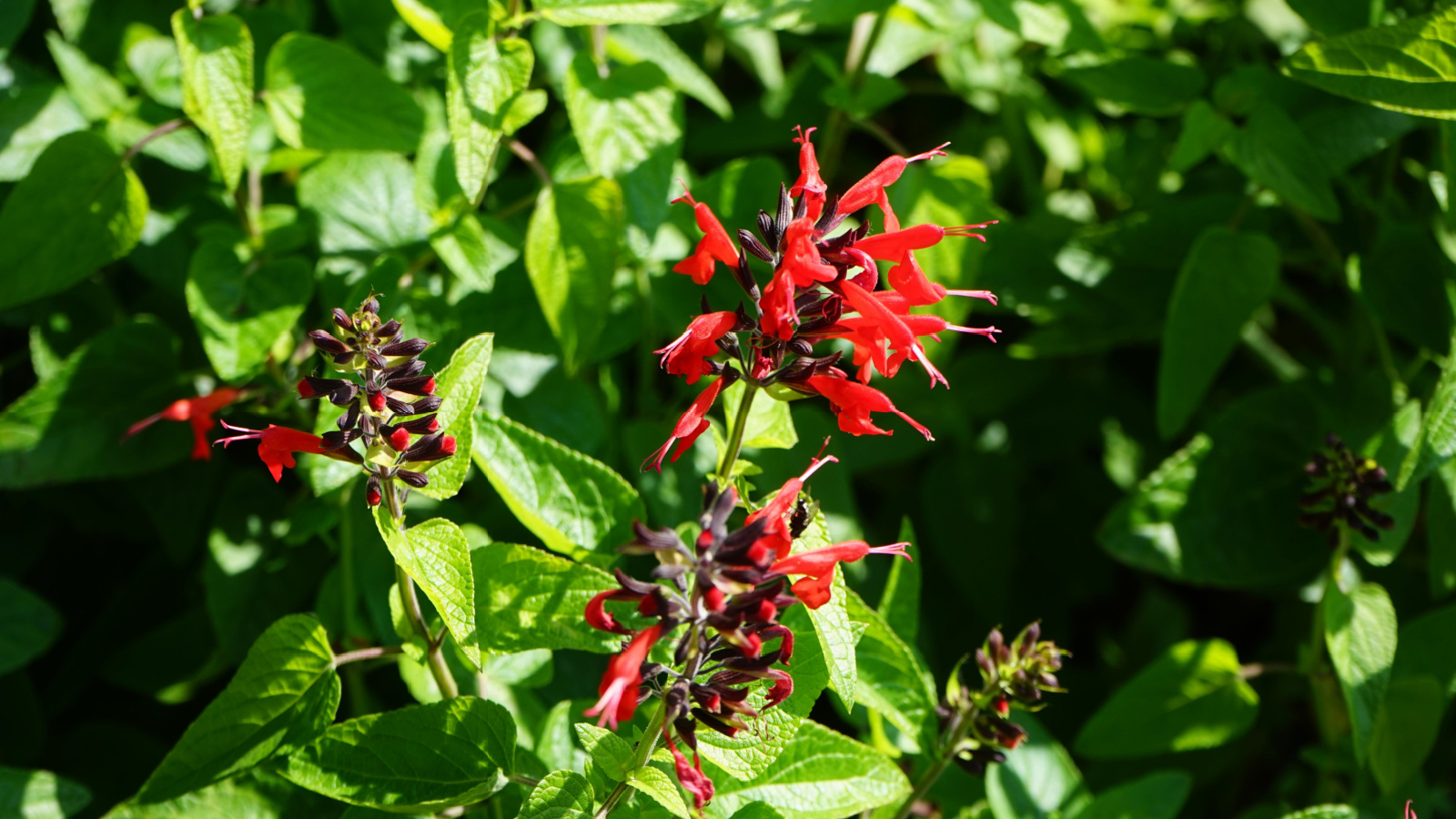 Bright Red Tall Flowers