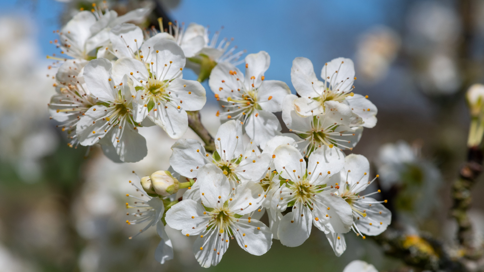 Soft White Flowers Growing on Trunk of Tree Branch