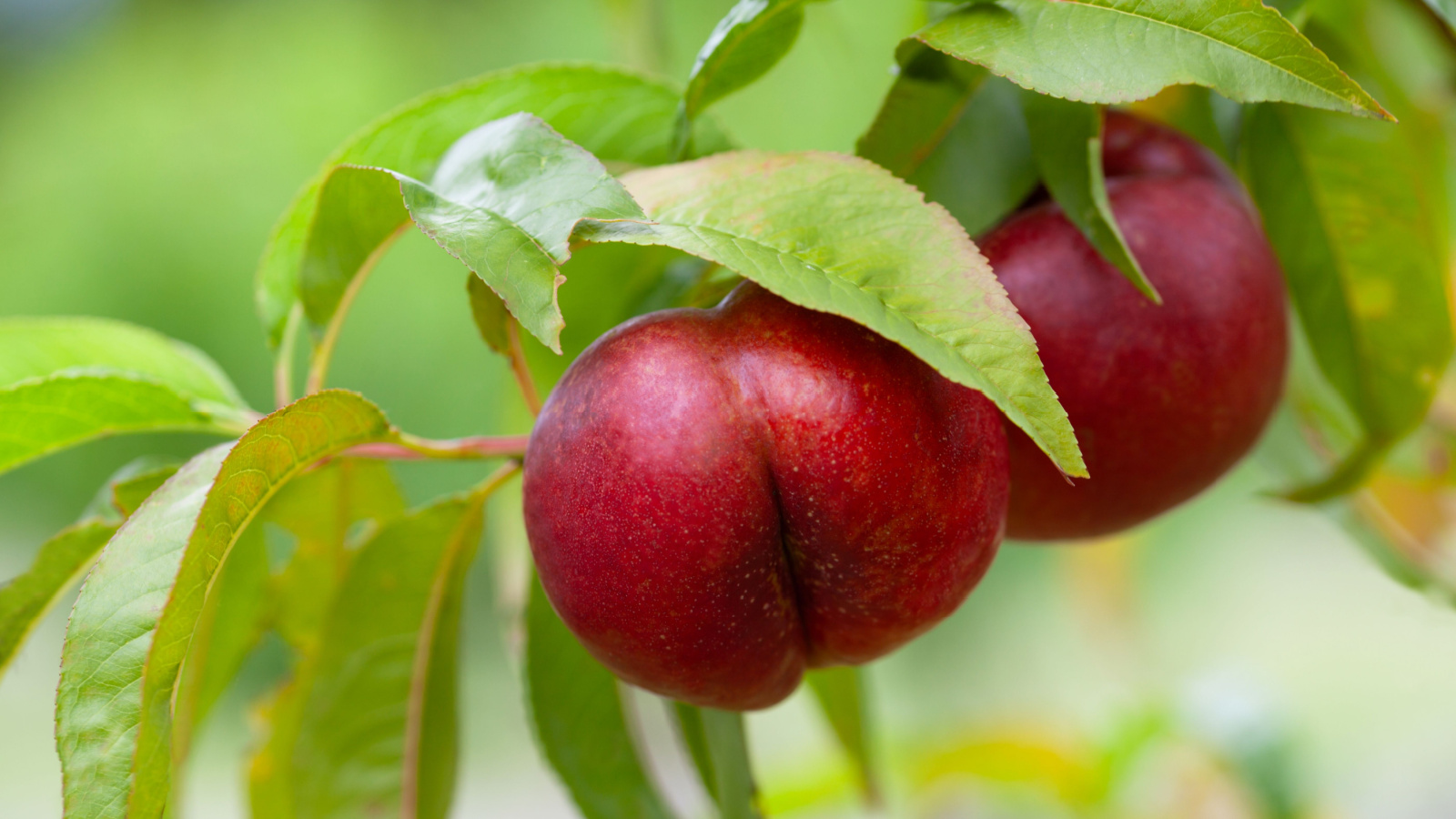 A sturdy Prunus persica var. nucipersica branch with a cluster of fruits, appearing healthy and almost ripe on the branch