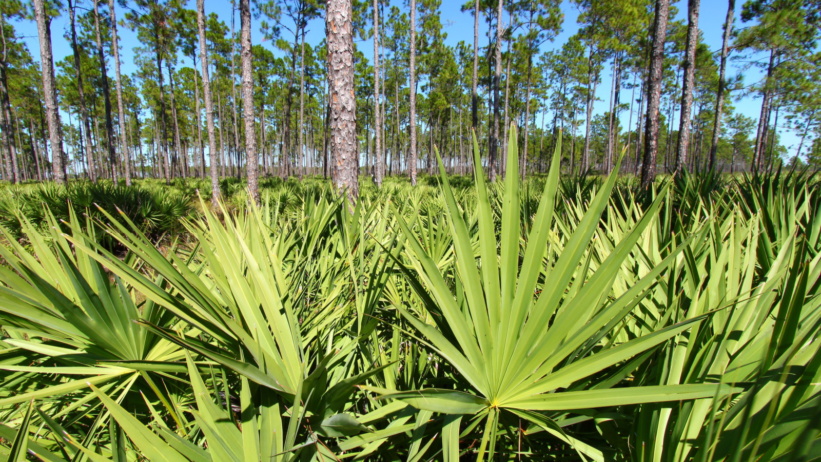 Wide Round Fronds Growing From Stout Stems