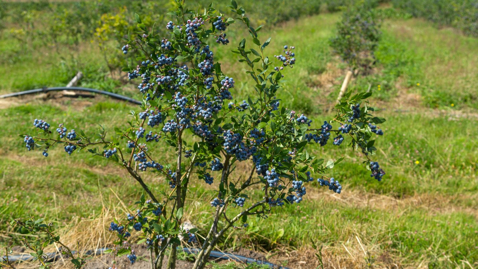 A shot of a Southern Highbush variety of shrub