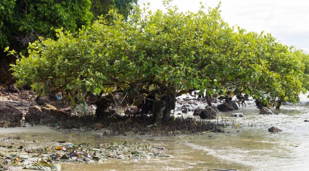 Trash-Covered-Tree-Near-Coastline-1024x569