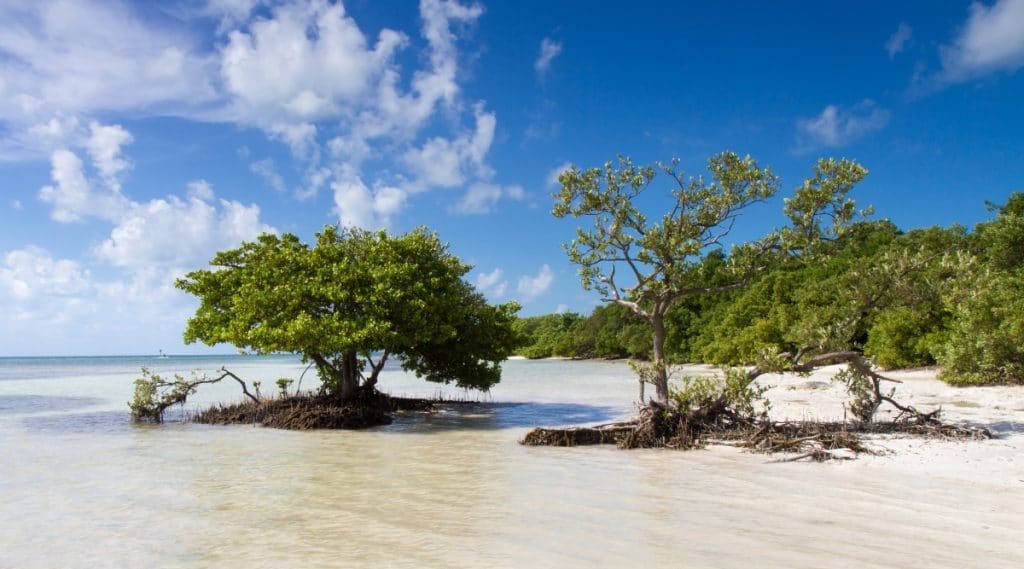 Trees-in-White-Sand-on-Florida-Beach-1024x569