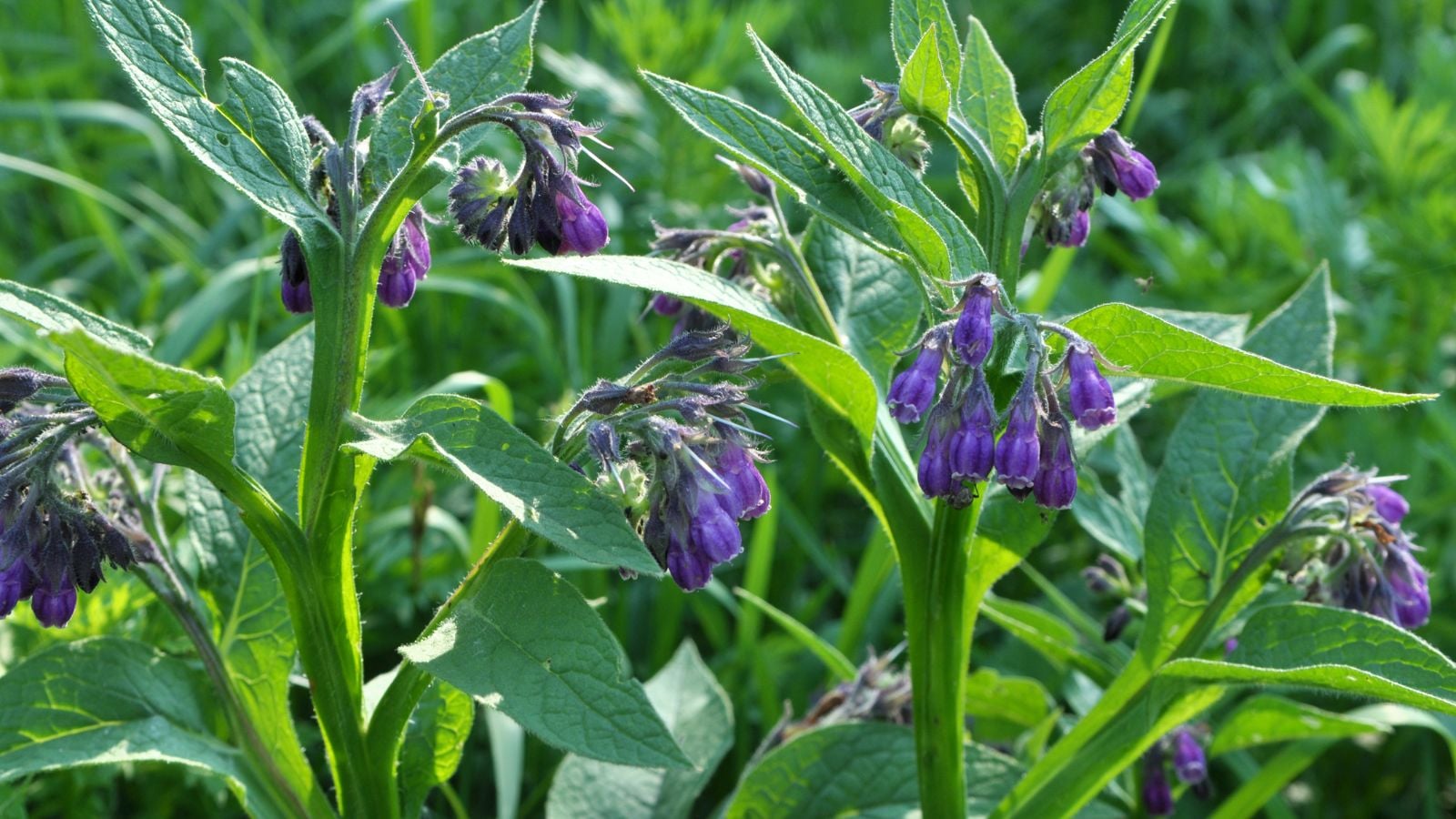 Healthy looking comfrey plant with vibrant purple flowers and vivid green leaves on a sunny garden