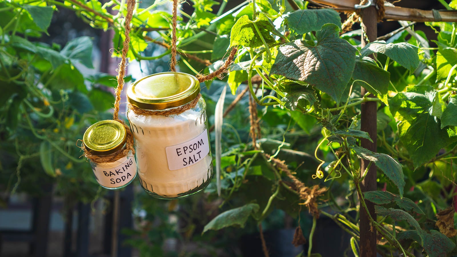 Jar of Epsom salt hanging in front of lush vegetable garden.