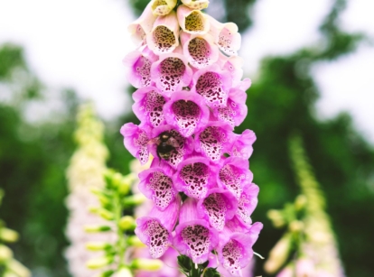 A beautiful growing foxglove with different hues of pink and yellow thriving in a sunny garden surrounded by other plants, looking blurry in the background