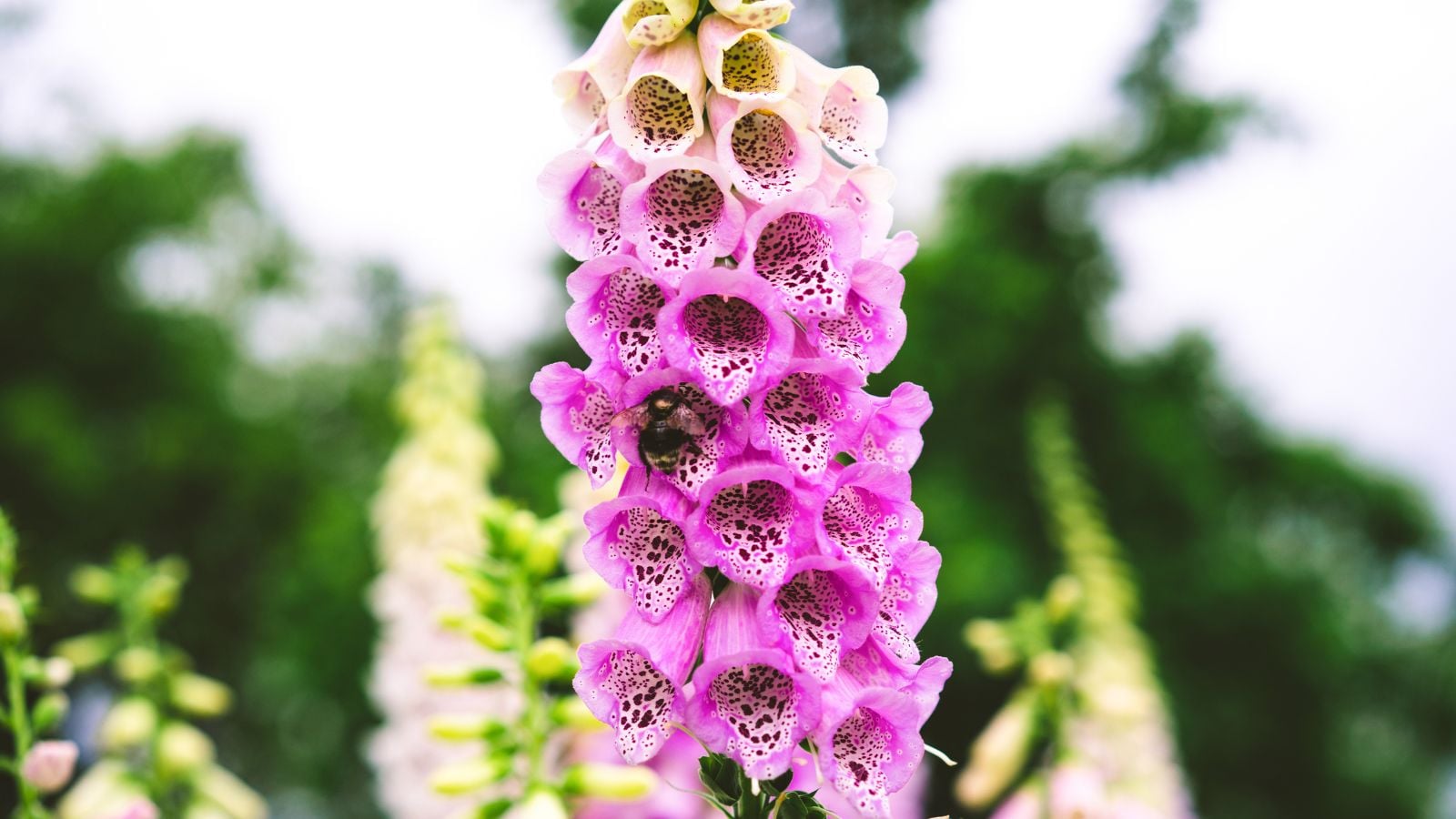 A beautiful growing foxglove with different hues of pink and yellow thriving in a sunny garden surrounded by other plants, looking blurry in the background