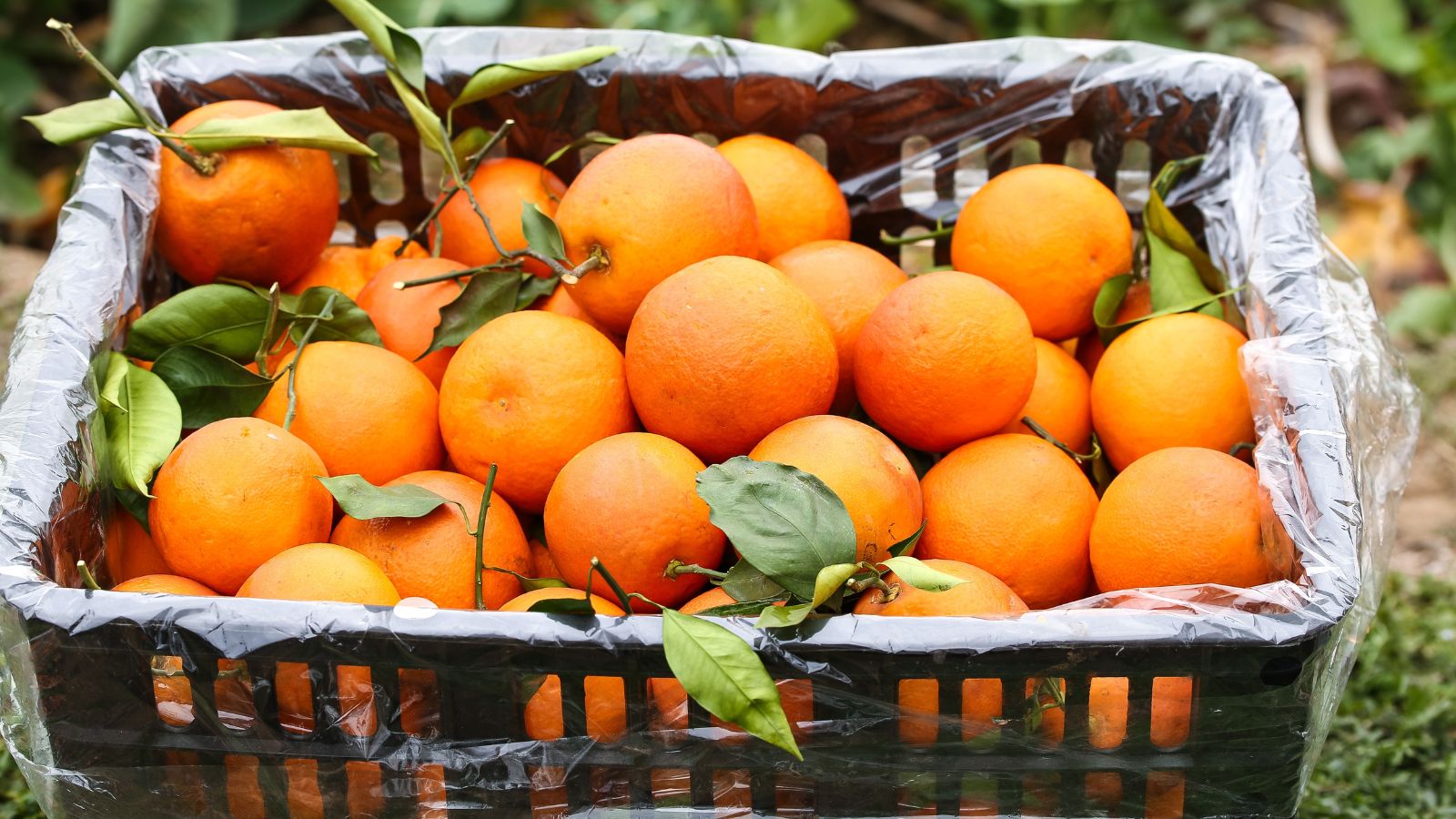 A basket covered in plastic filled with Citrus sinensis fruits, appearing to have a bright orange color with some leaves still stuck to the twigs