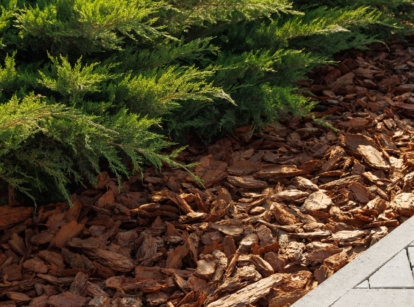A close-up shot of a garden bed near a stone pathway, with the bed covered in soil amendment, showcasing the best types of mulch