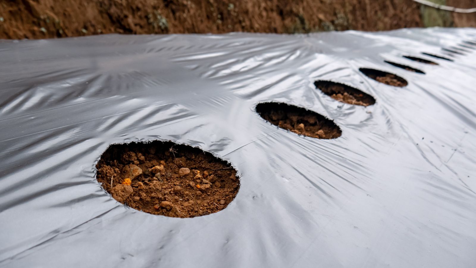 A close-up shot of a large black sheet of plastic with holes, placed on top of rich soil ground in a well lit area outdoors