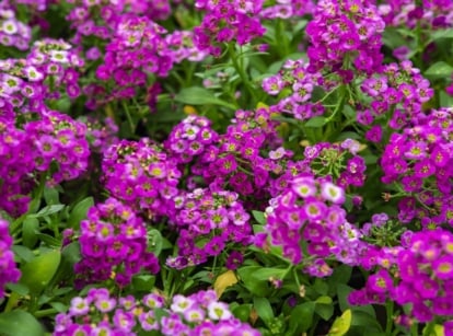A dense bush of alyssum, appearing to have vivid green leaves and countless purple flowers looking vibrant under the sunlight
