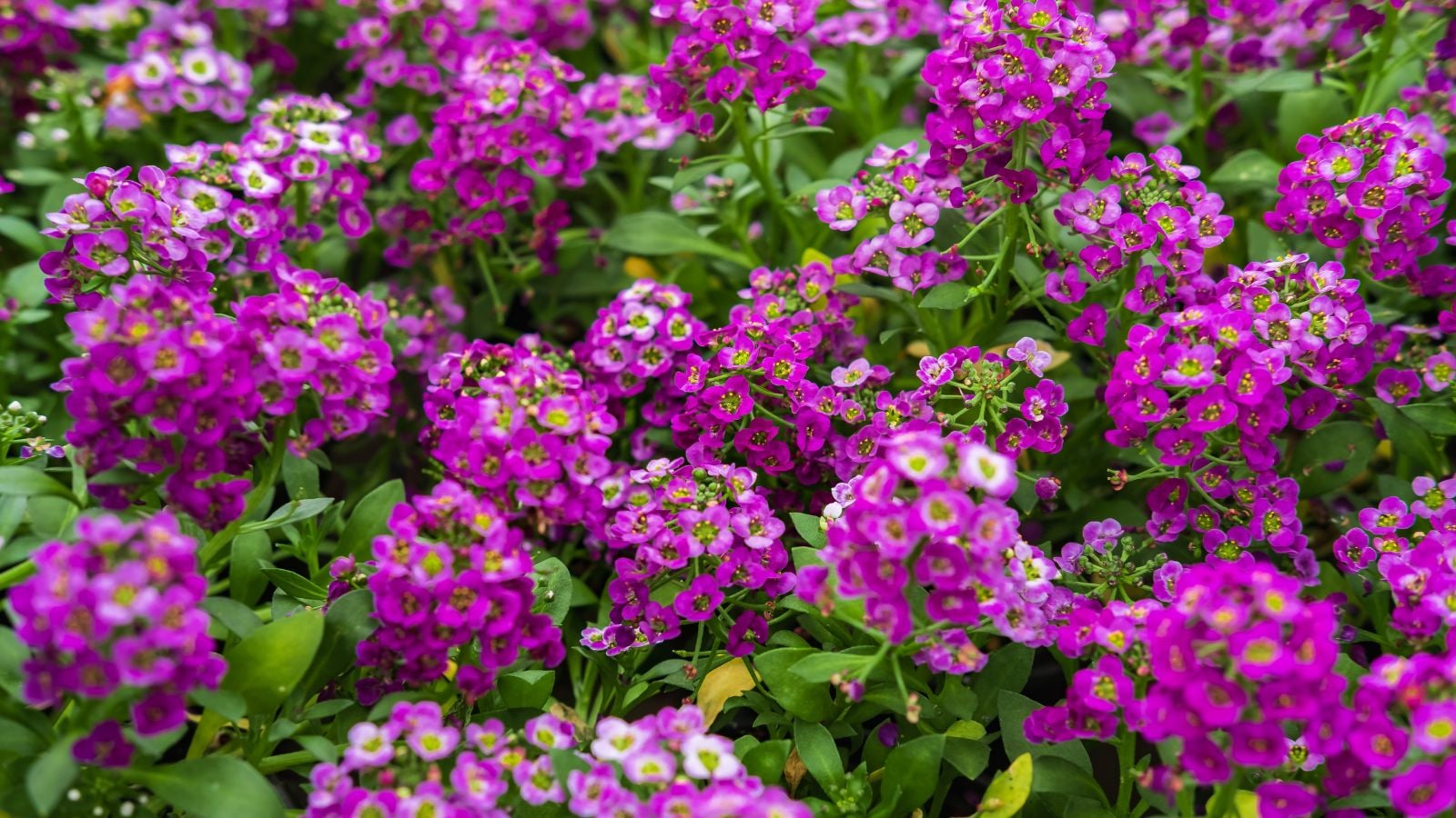 A dense bush of alyssum, appearing to have vivid green leaves and countless purple flowers looking vibrant under the sunlight