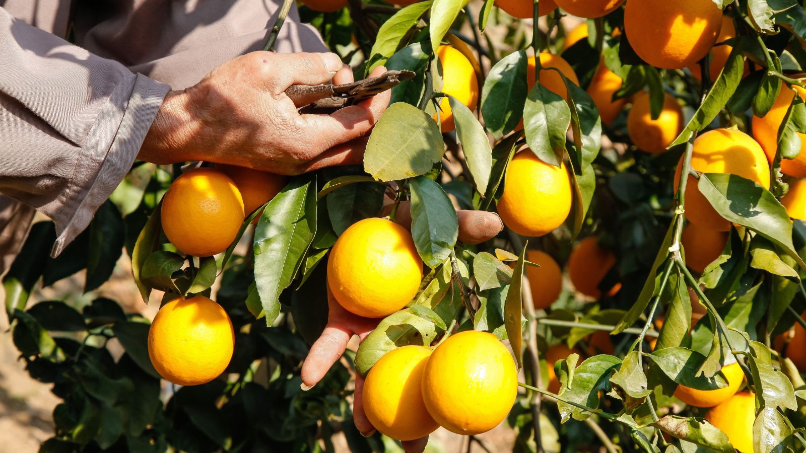 A farmer using pruners to trim down a Citrus sinensis, appearing to have countless yellow round fruits ripening on the plant