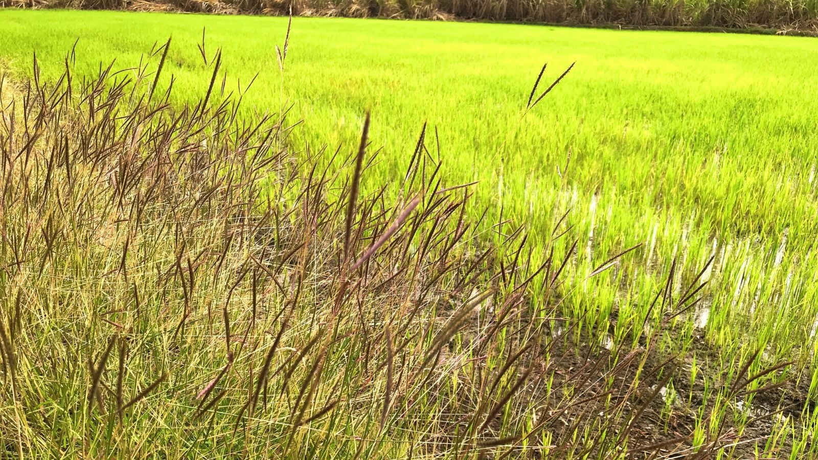 A field of long stalks appearing green and healthy, placed under the bright sunlight surrounded by grass and weeds