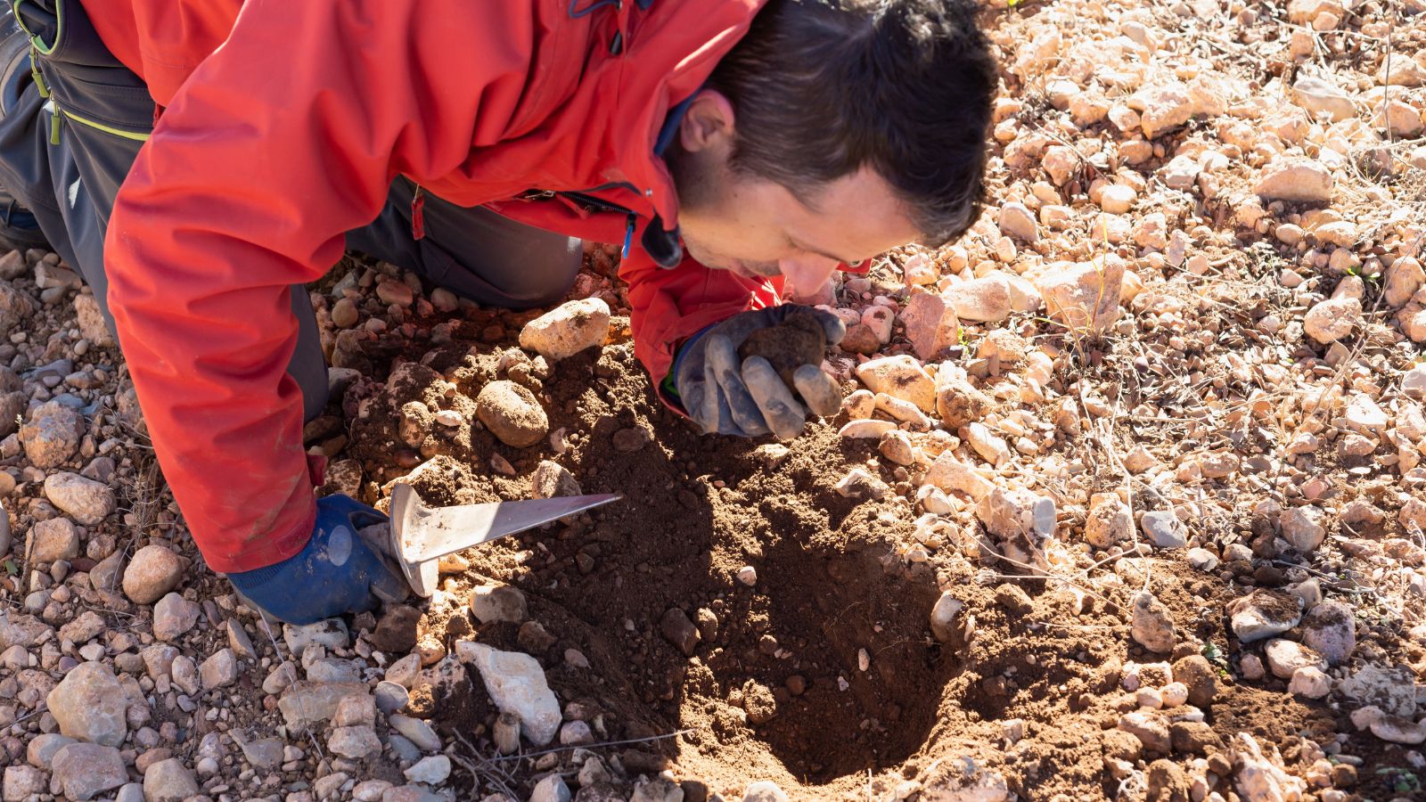 A man holding a piece of harvested Tuber melanosporum, freshly taken from the ground
