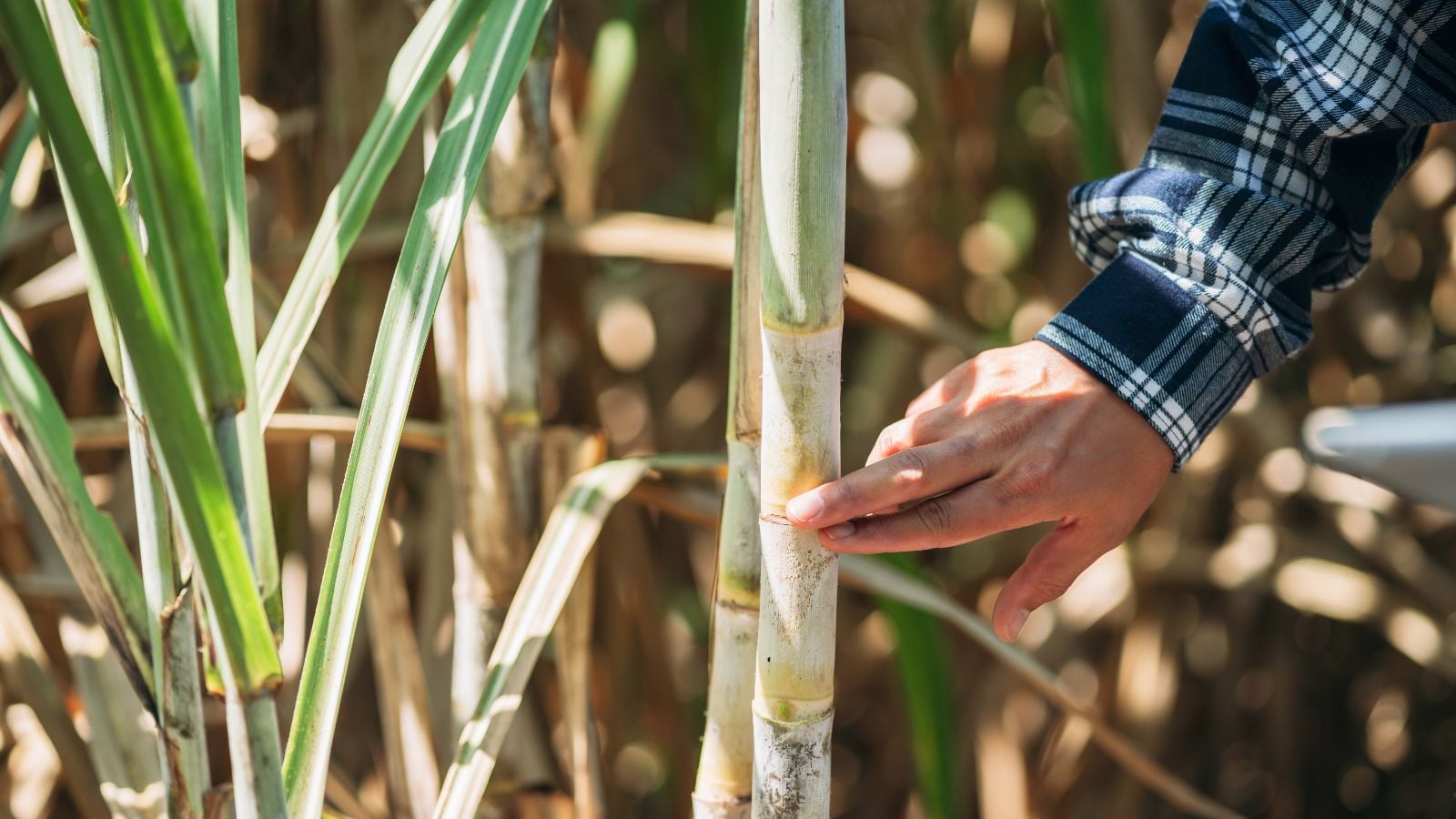 A person using fingertips to touch a Saccharum officinarum stalk, appearing to have green and light brown surface with rough texture
