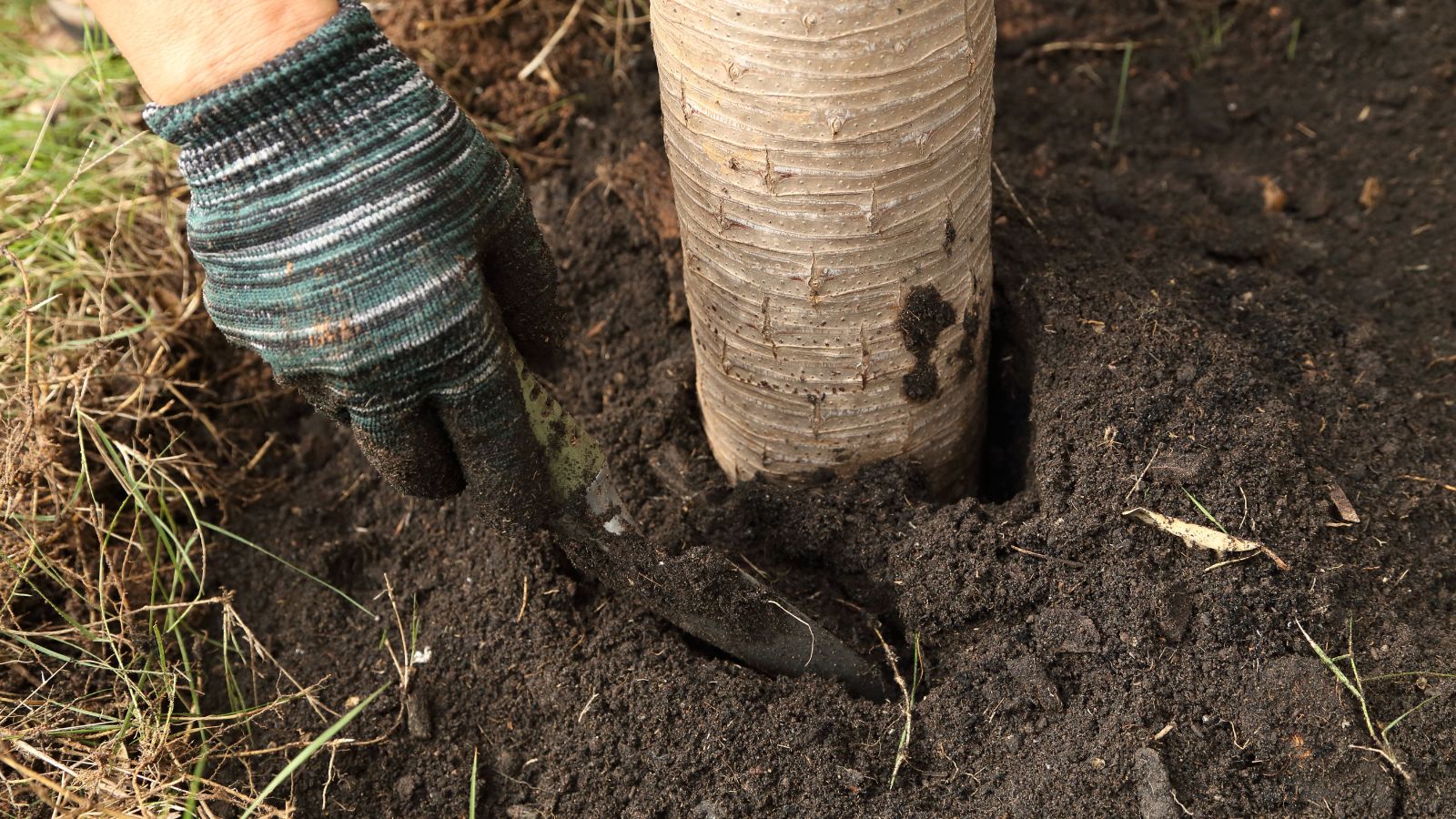 A person wearing gloves holding a trowel working near the base of a tree, appearing to move around some soil