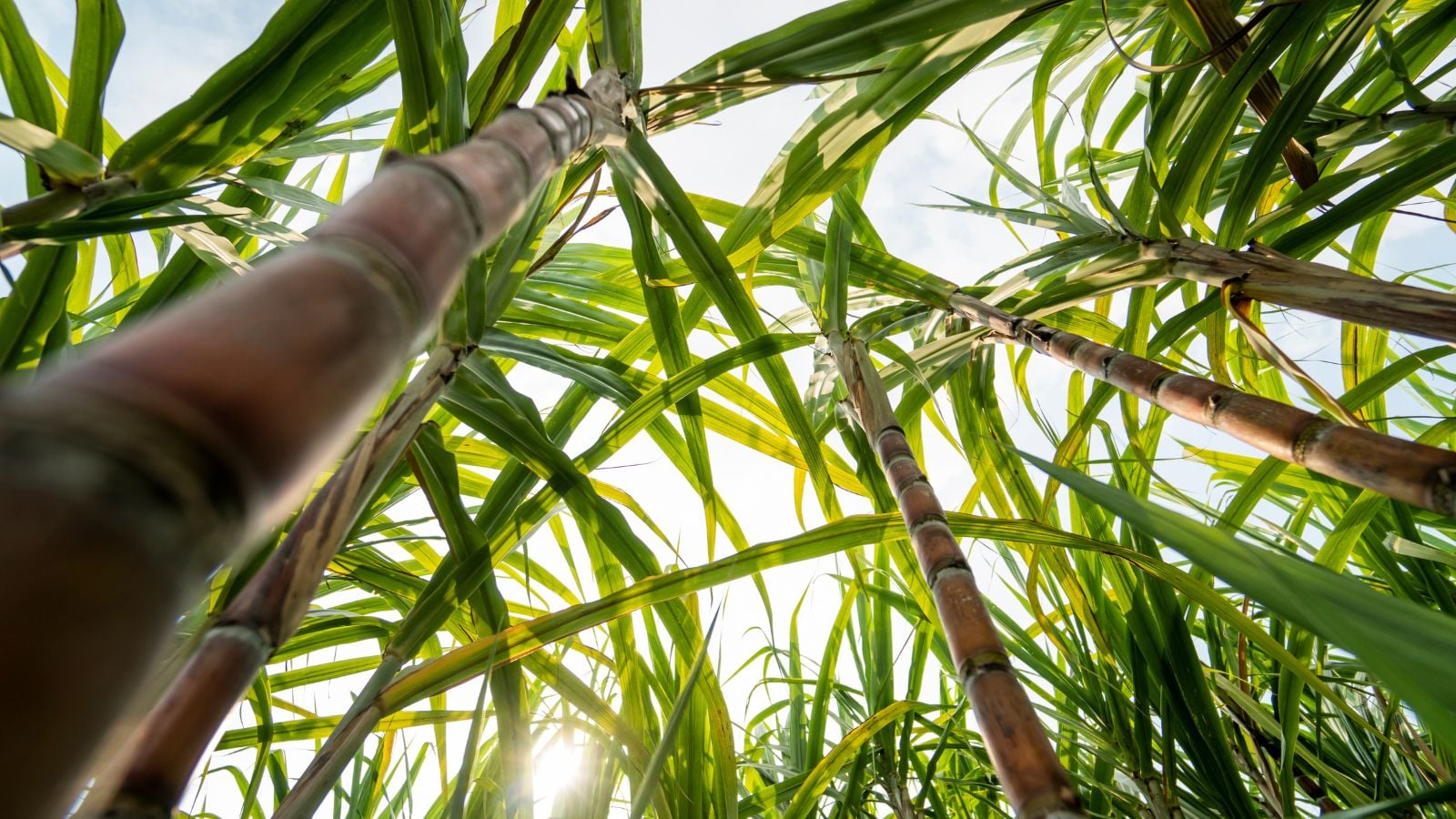 A shot of multiple stalks appearing tall and strong with long green leaves under warm sunlight shot from below