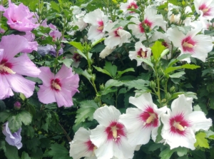 A shot of a composition of different colored flowers that showcases rose of sharon vs hibiscus