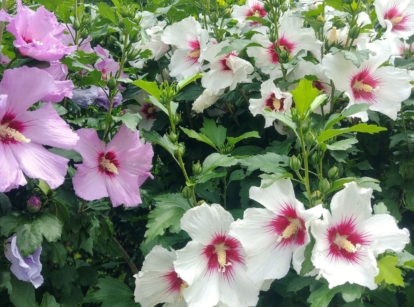 A shot of a composition of different colored flowers that showcases rose of sharon vs hibiscus