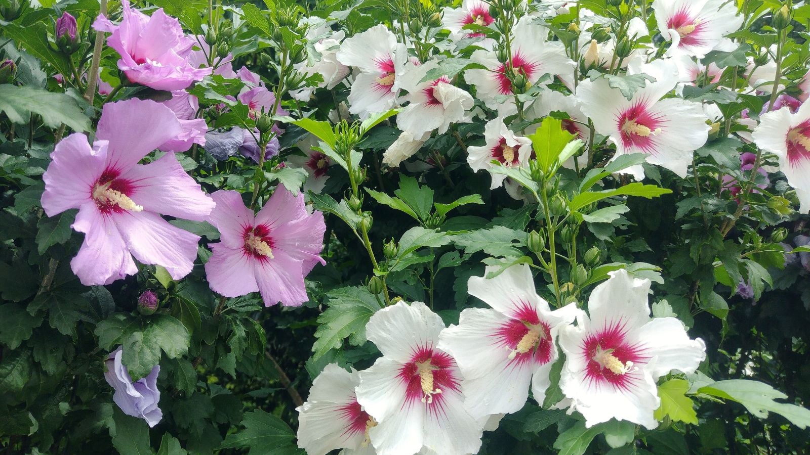 A shot of a composition of different colored flowers that showcases rose of sharon vs hibiscus