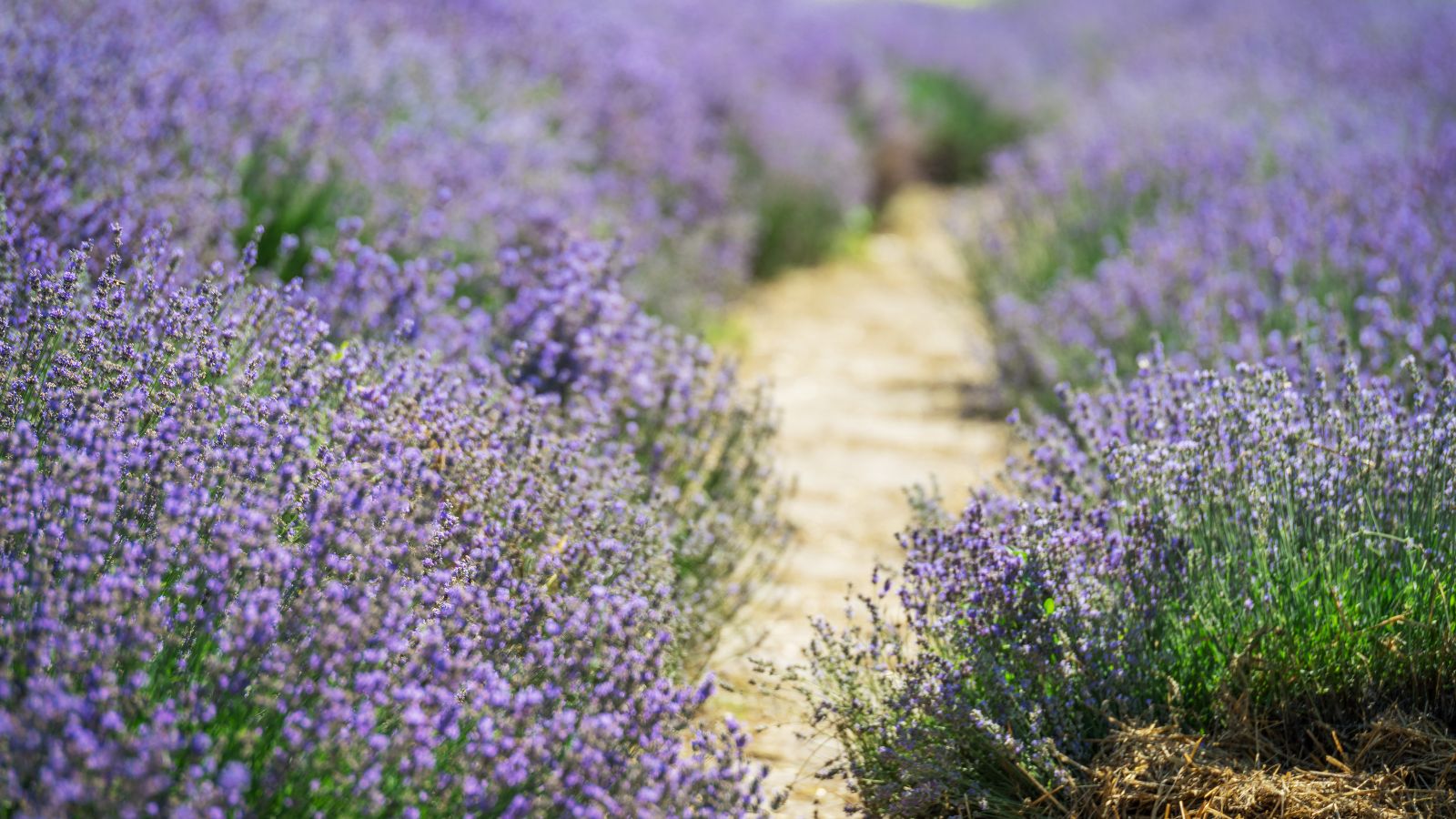 A shot of a pathway alongside fields of purple flowers in a well lit area outdoors