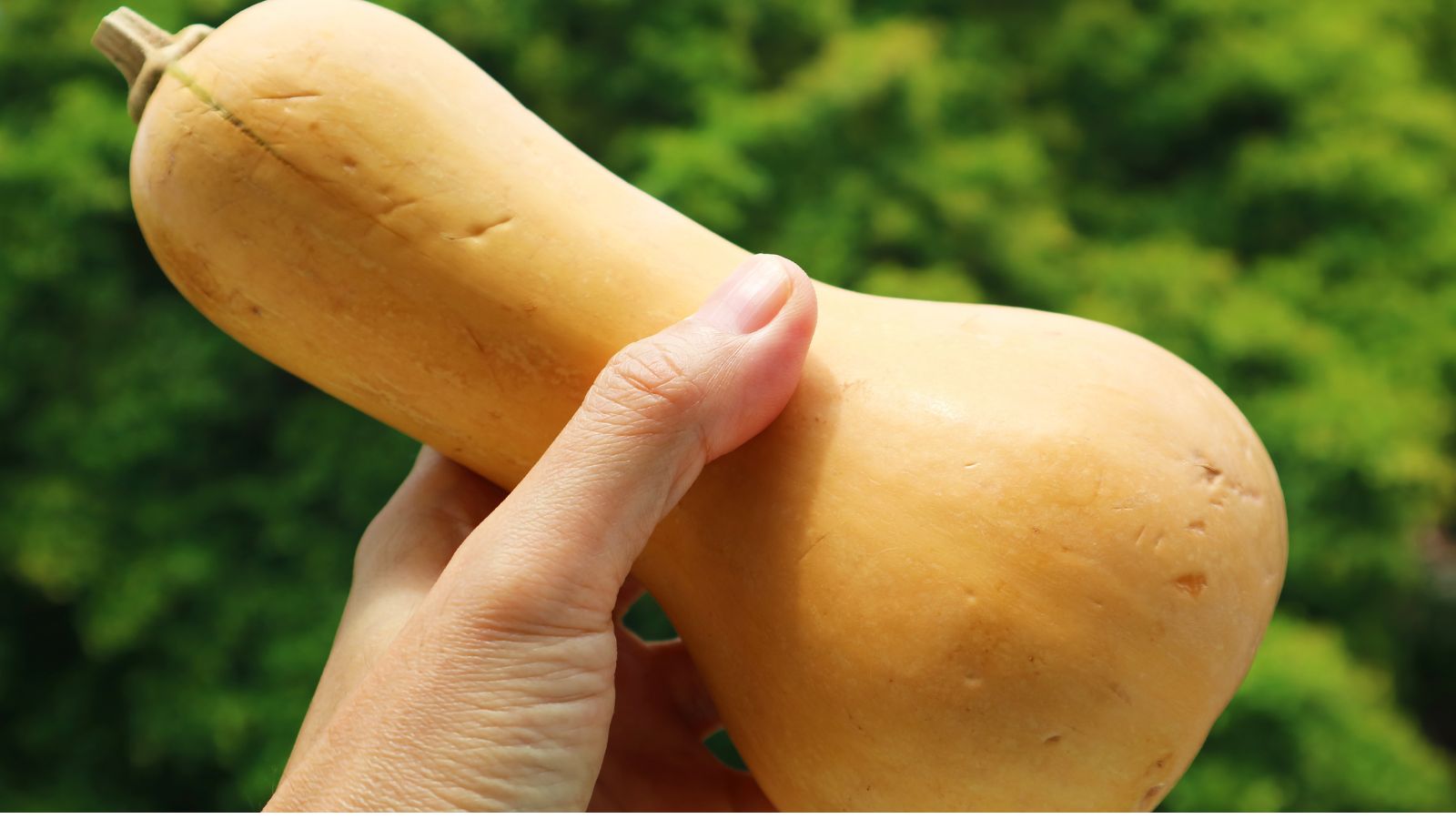 A shot of a person holding an orange colored gourd in a well lit area