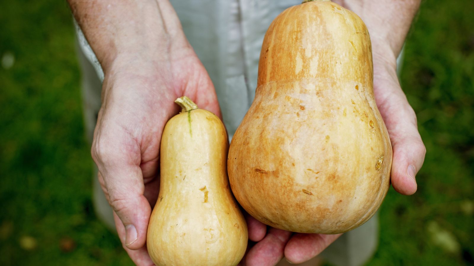 A shot of a person holding two different sized and freshly picked gourds in a well lit area outdoors