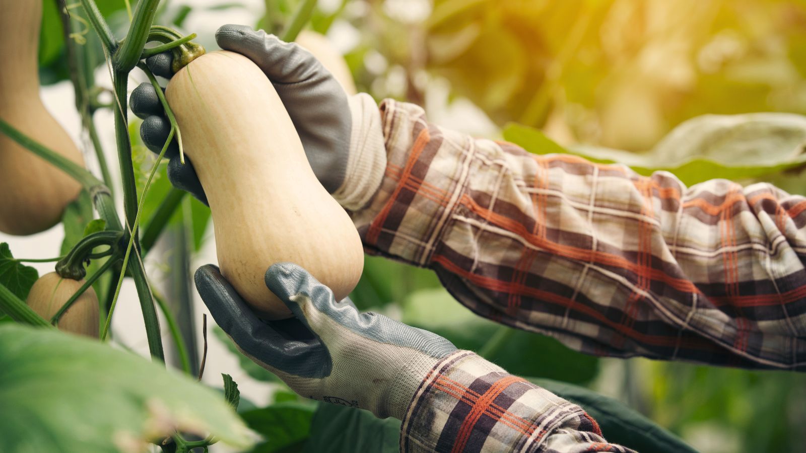 A shot of a person in the process of inspecting developing crops in a well lit area outdoors