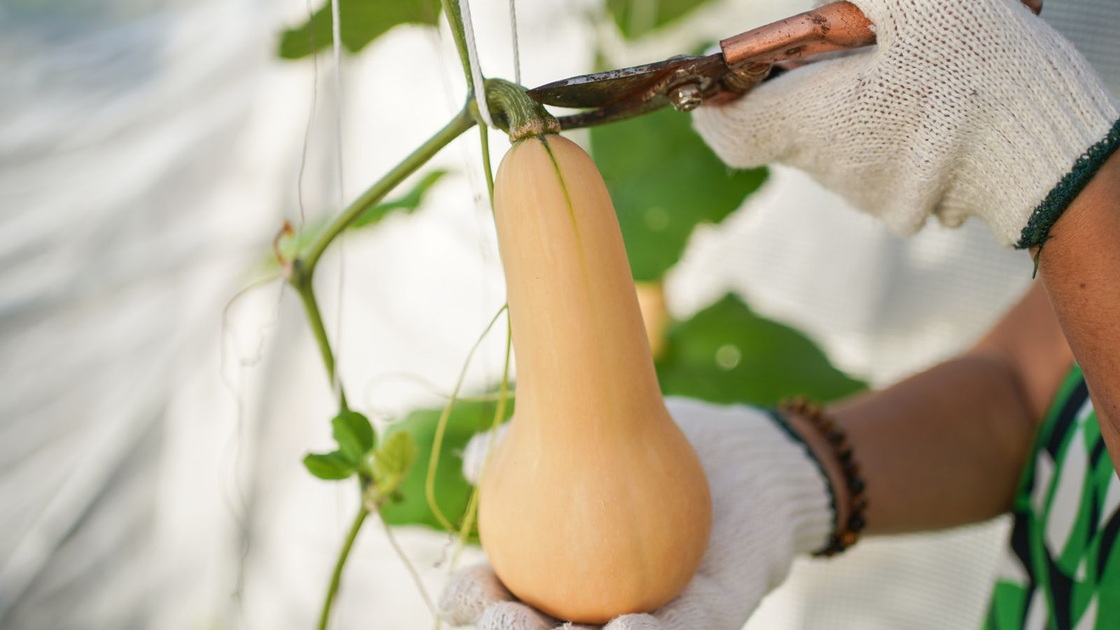A shot of a person wearing gloves and using pruner, in the process of picking a ripe orange crop in a well lit area