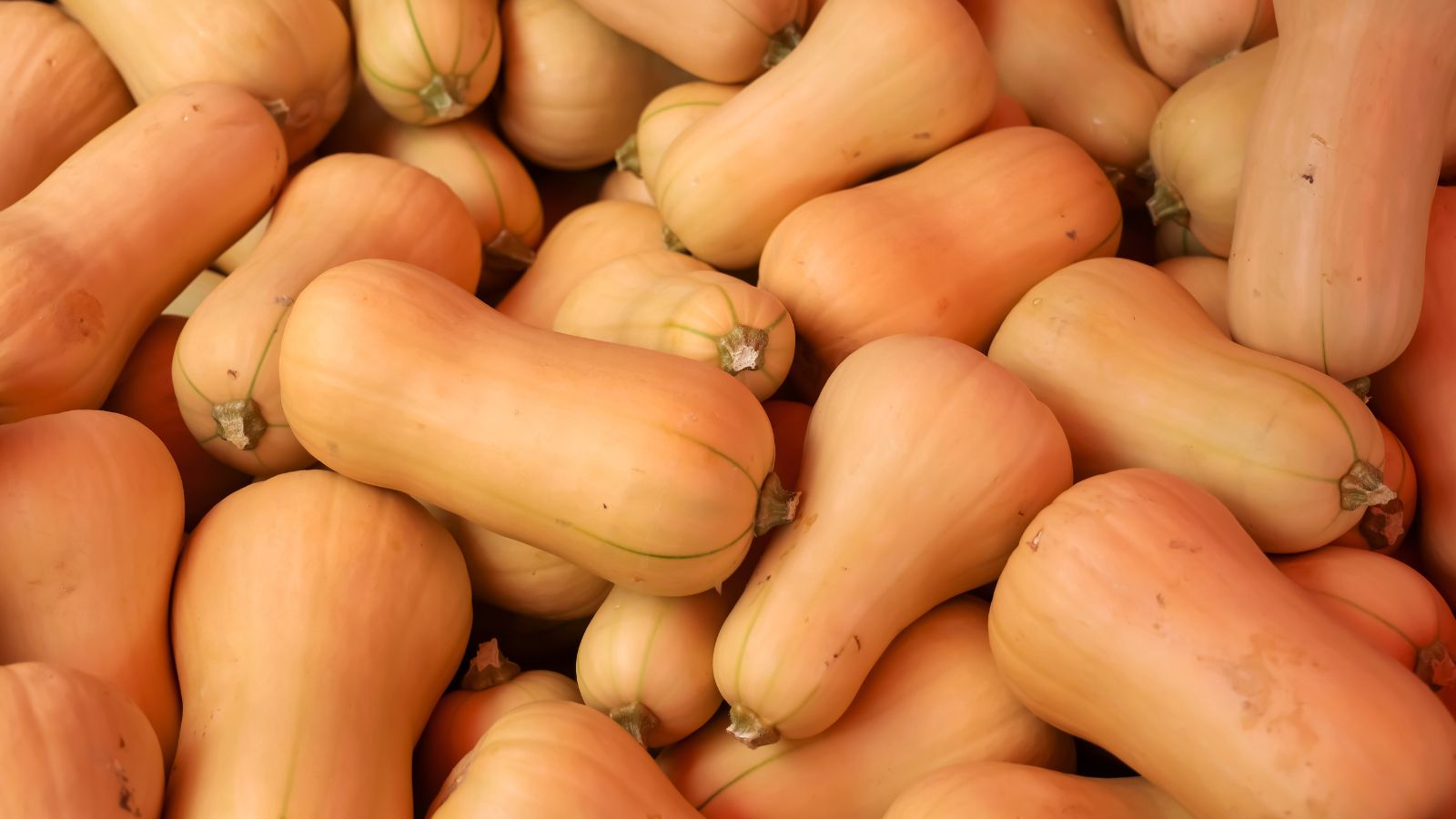 A shot of a pile of ripe orange crops in a well lit area