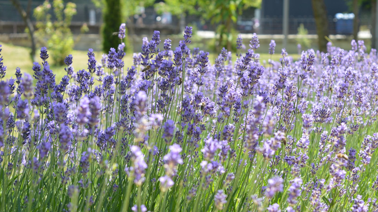 A shot of a small composition of developing purple flowers basking in sunlight outdoors