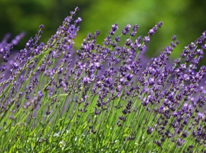 A close-up shot of a small composition of tall stalks with purple colored, fragrant flowers, all situated in a well lit area outdoors