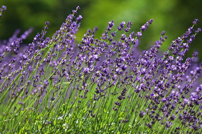 A close-up shot of a small composition of tall stalks with purple colored, fragrant flowers, all situated in a well lit area outdoors