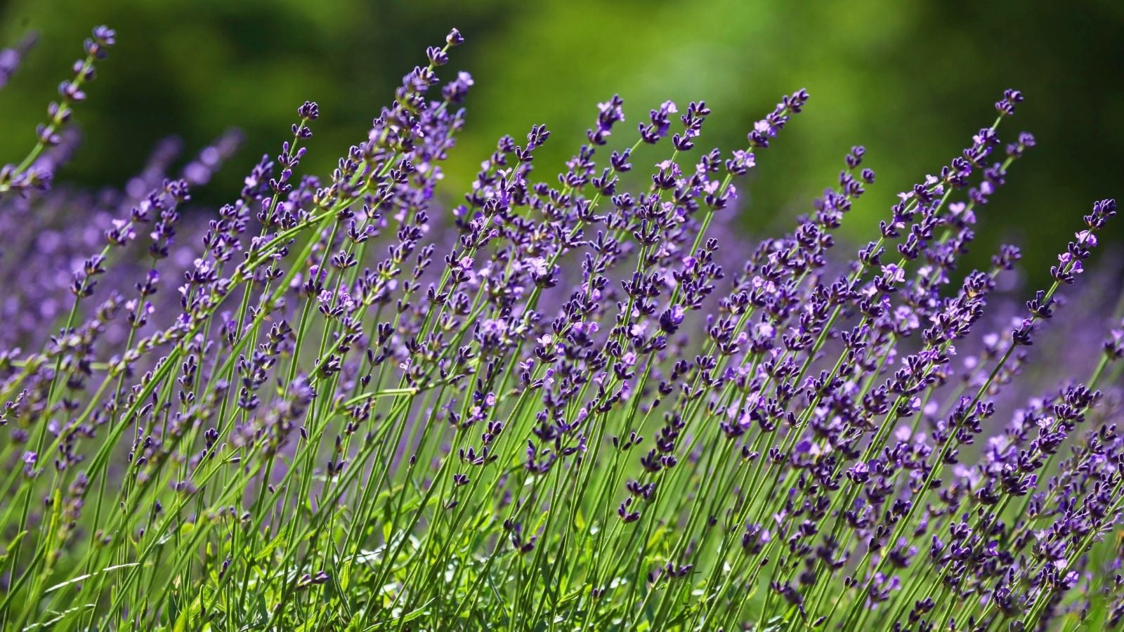 A close-up shot of a small composition of tall stalks with purple colored, fragrant flowers, all situated in a well lit area outdoors