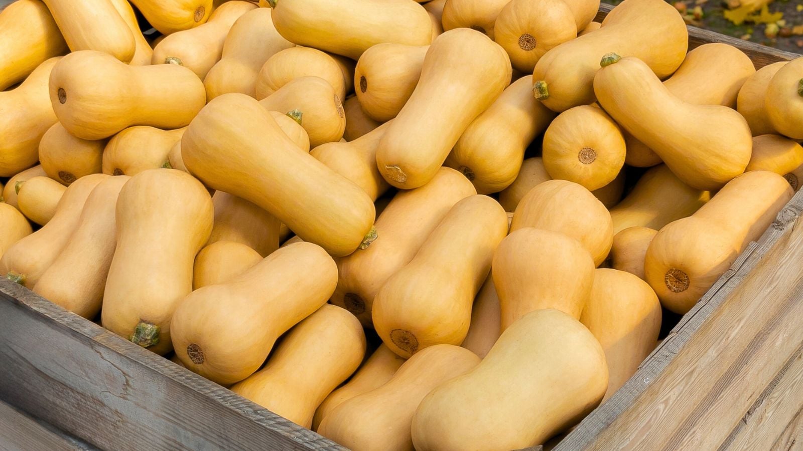 A shot of a wooden create filled with orange crops that showcases when to harvest butternut squash