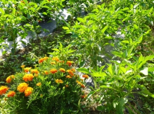 A shot of flowers growing alongside other crops that shows pepper companion plants