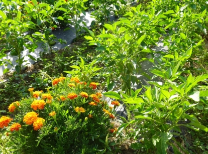 A shot of flowers growing alongside other crops that shows pepper companion plants