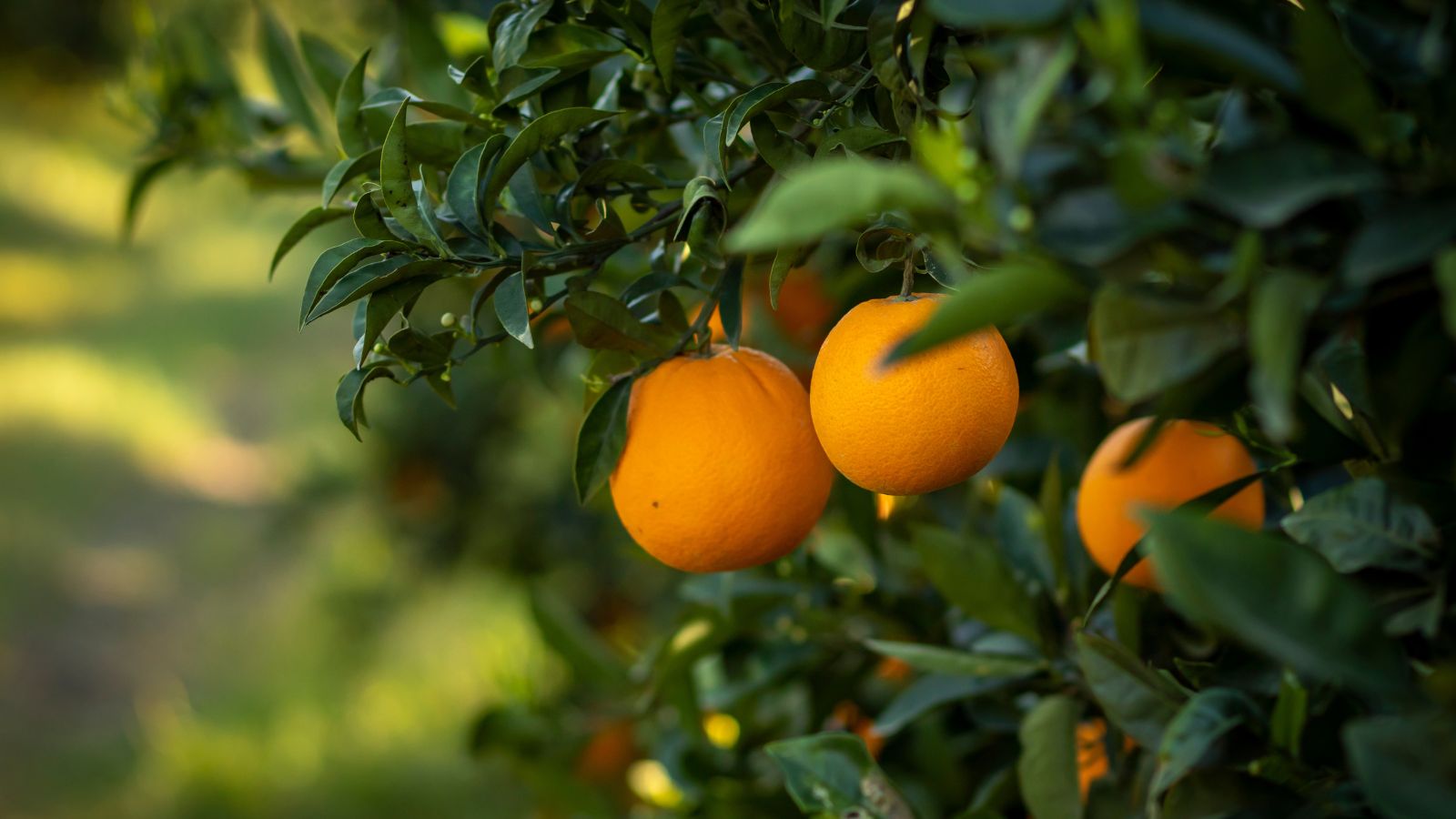 A shot of multiple Citrus sinensis fruits on the branch, dangling while surrounded by deep green leaves somewhere with shade