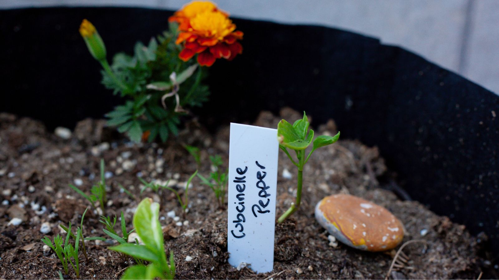 A shot of seedlings developing alongside an orange flower in a well lit area