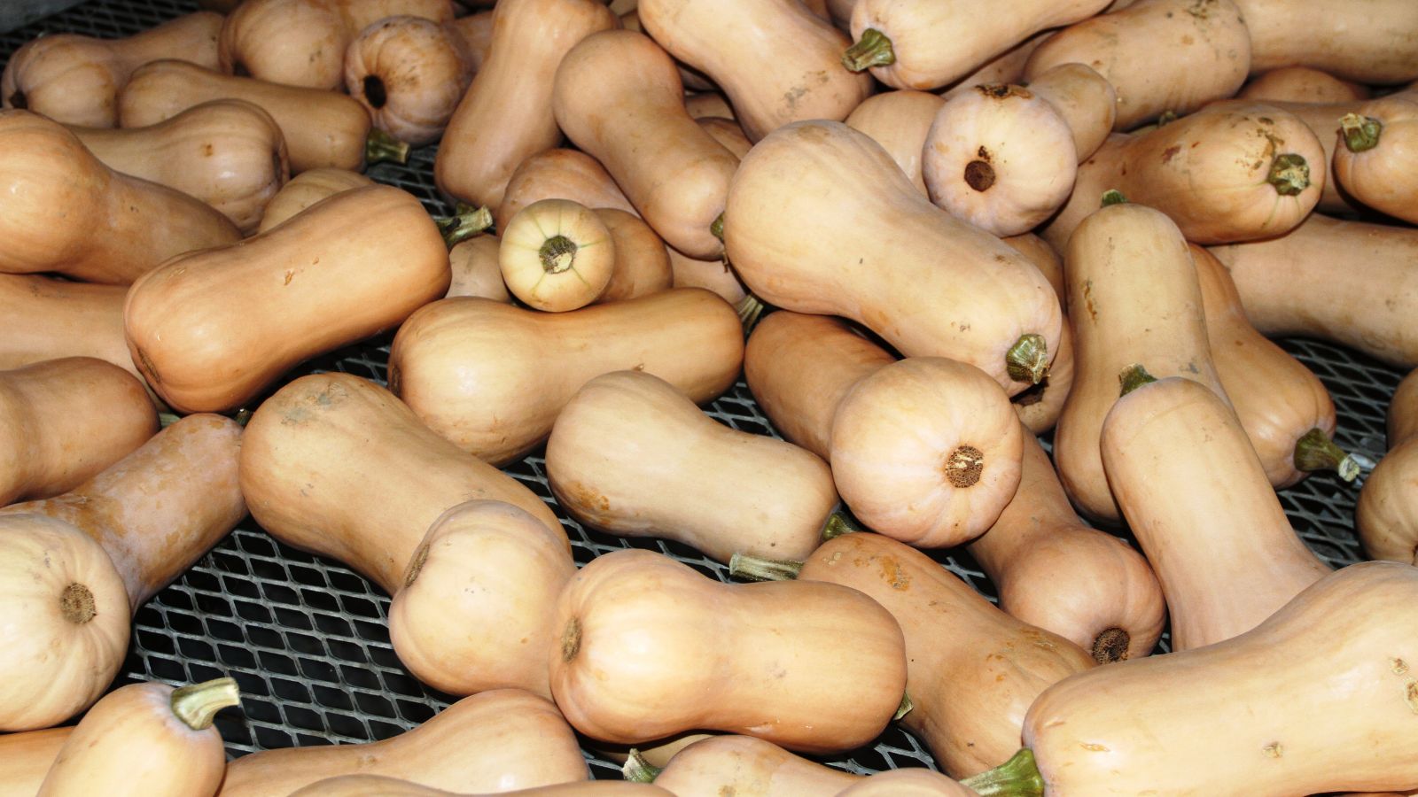 A shot of several piles of orange crops in a well lit area