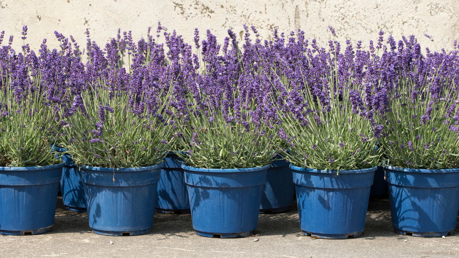 A shot of several rows of purple flowers that area placed in individual blue pots in a well lit area outdoors