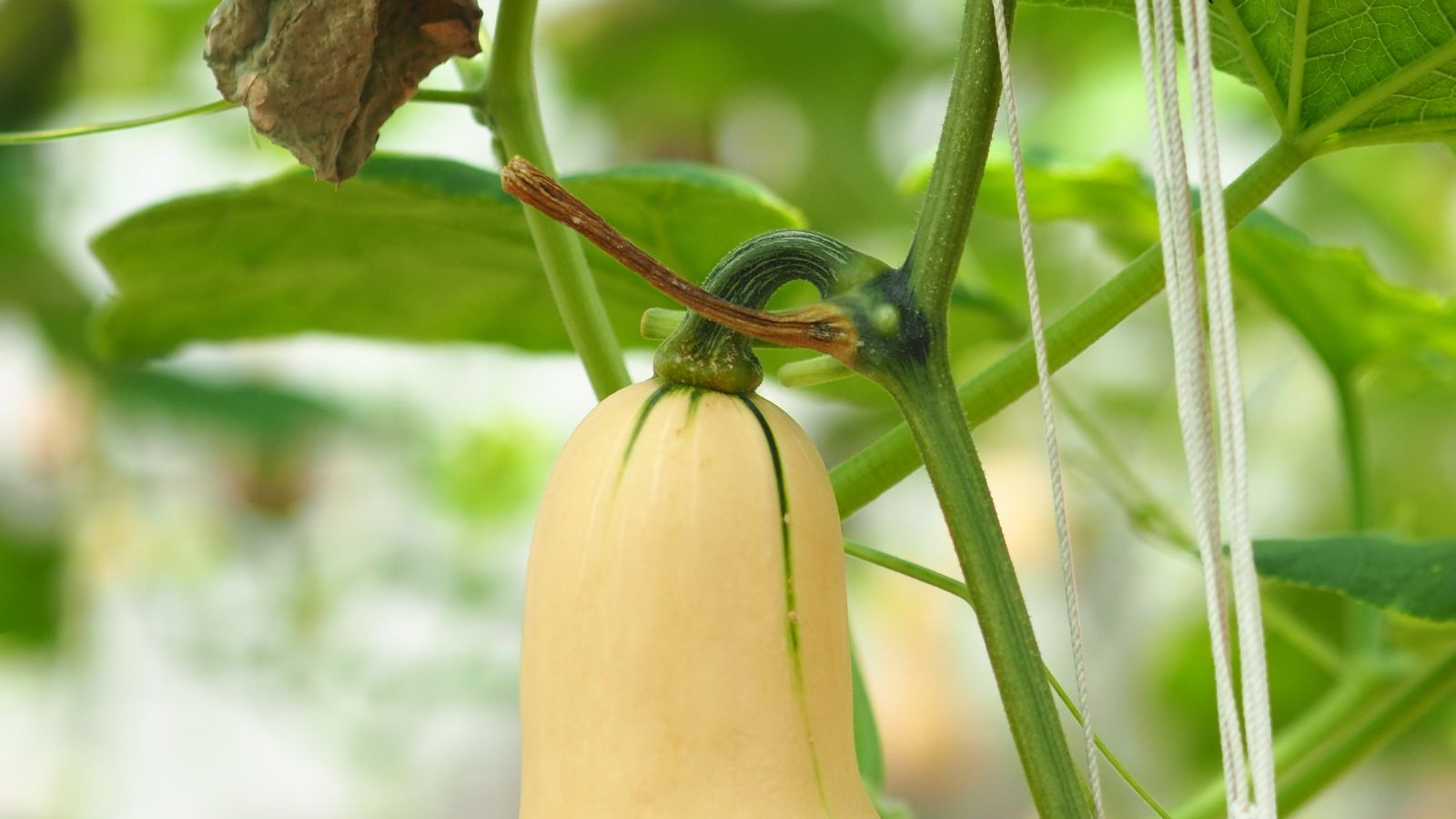 A shot of stems and vines of an orange crop in a well lit area outdoors
