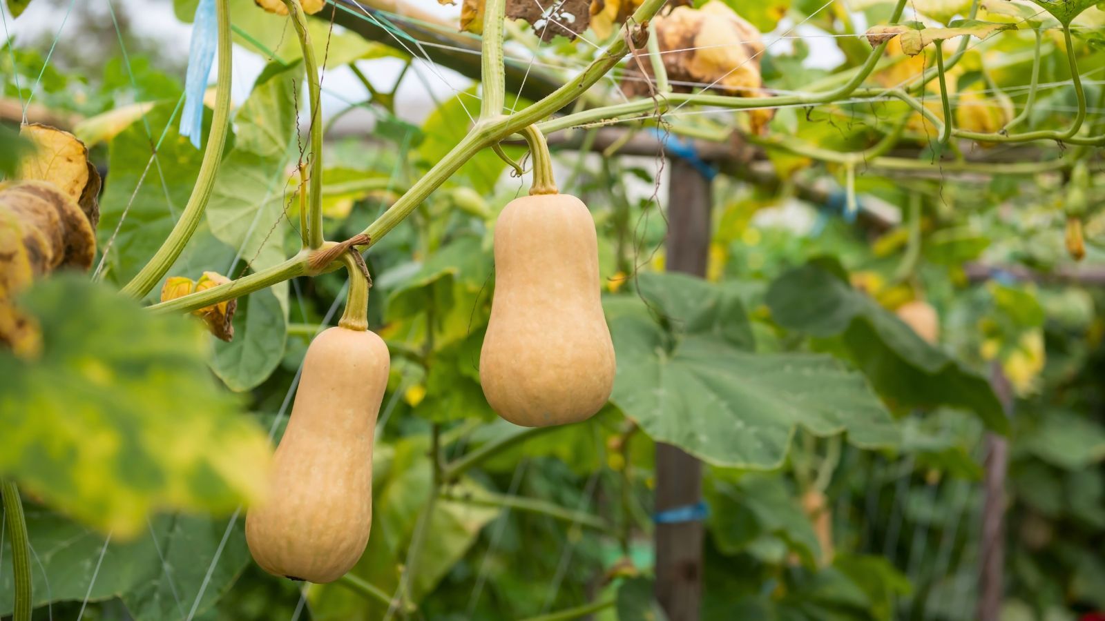A shot of two developing orange crops on vines in a well lit area outdoors